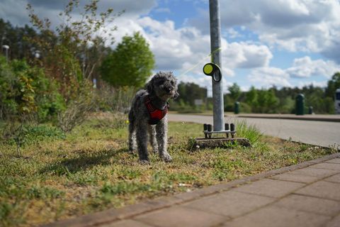 Ein ausgesetzter Hund ist an einen Parkschildmast angebunden