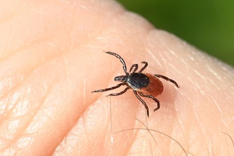 Zecken warten vor allem im Gras und im Gebüsch – übrigens auch auf dem Fußballplatz und im Schrebergarten