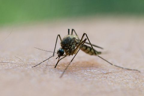 Stechmücke saugt Blut aus einem Arm.