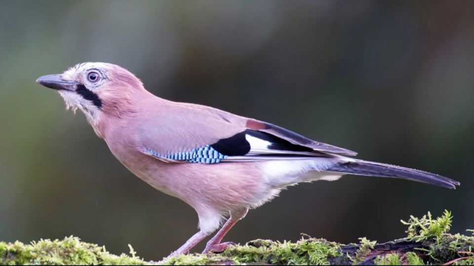Neue Studie zeigt: Clevere Vögel: Eichelhäher lassen sich nicht so leicht austricksen wie Menschen