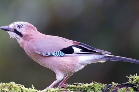 Neue Studie zeigt: Clevere Vögel: Eichelhäher lassen sich nicht so leicht austricksen wie Menschen