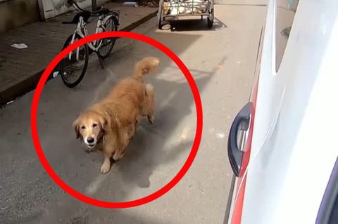 Ein Golden Retriever läuft neben einem weißen Kastenwagen auf der Straße an einem abgestellten Fahrrad vorbei