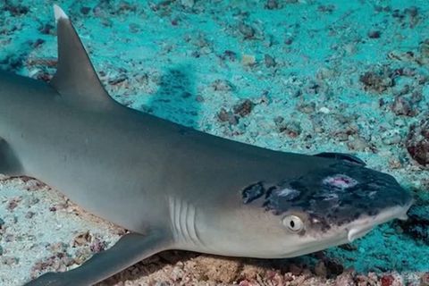Malaysia: Liegt es am Wasser? Forscher entdecken bislang unbekannte Hautkrankheit bei Riffhaien