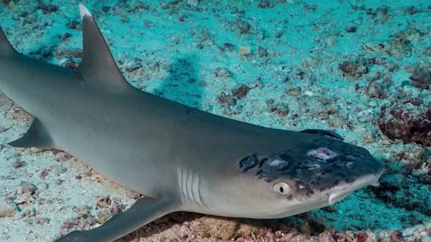 New skin disease in reef sharks in Malaysia (video)