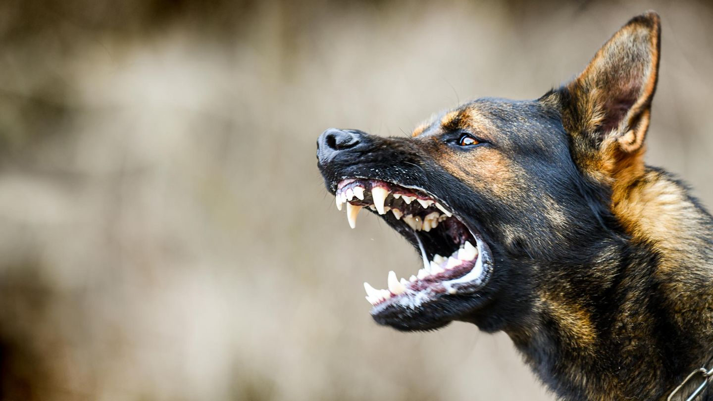 Deutscher Schäferhund
