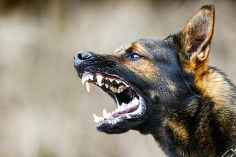 Deutscher Schäferhund