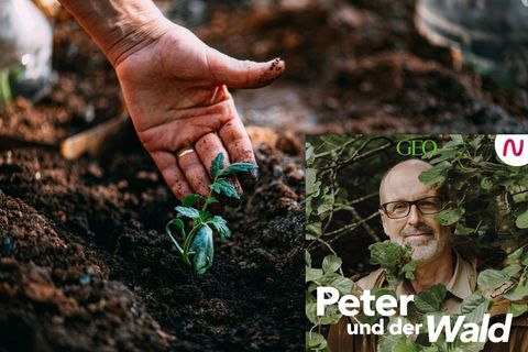 In dieser Folge von "Peter und der Wald" spricht Peter Wohlleben mit Hobbygärtnerin Meike Winnemuth