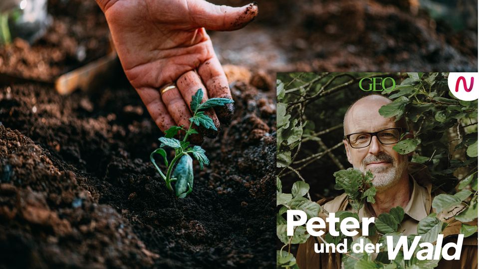 In dieser Folge von "Peter und der Wald" spricht Peter Wohlleben mit Hobbygärtnerin Meike Winnemuth