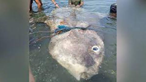 Ein seltener Mondfisch wird auf der philippinischen Insel Mindanao gerettet.
