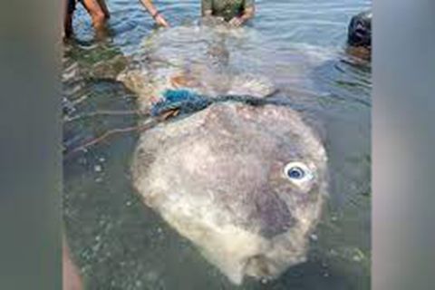 Ein seltener Mondfisch wird auf der philippinischen Insel Mindanao gerettet.
