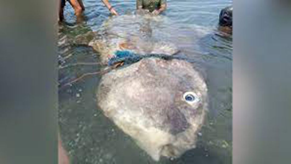 Mondfisch Ein seltener Mondfisch wird auf der philippinischen Insel Mindanao gerettet.