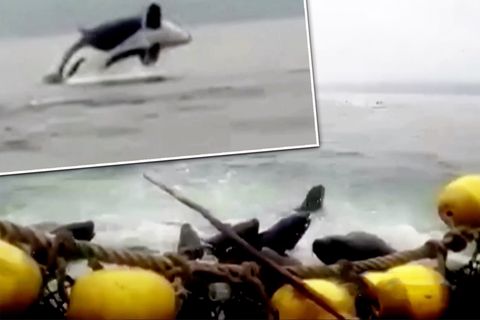 Schreckmoment: Killerwale versetzen Seelöwen in Panik – die bringen ein Fischerboot in Not