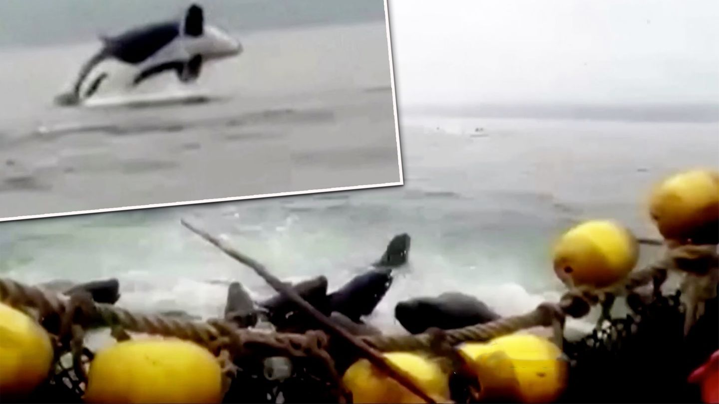 Escape from whales: fishermen fear for their boat because of panicked sea lions