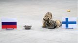 Zwei Tiger-babys fressen aus einem Napf neben einer Flagge Finnlands, der Napf mit russischer Flagge ist verwaist