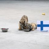 Zwei Tiger-babys fressen aus einem Napf neben einer Flagge Finnlands, der Napf mit russischer Flagge ist verwaist