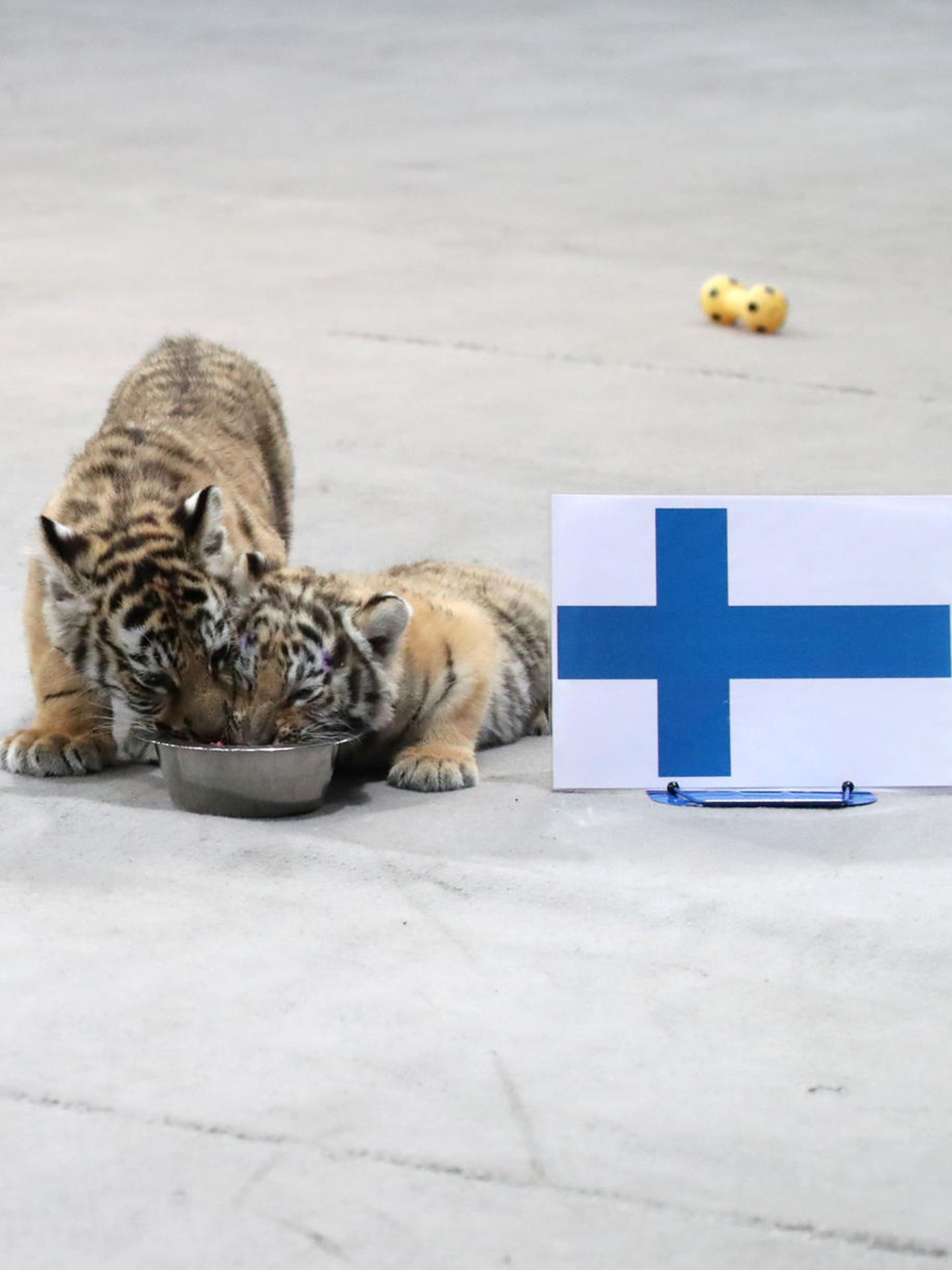 Zwei Tiger-babys fressen aus einem Napf neben einer Flagge Finnlands, der Napf mit russischer Flagge ist verwaist