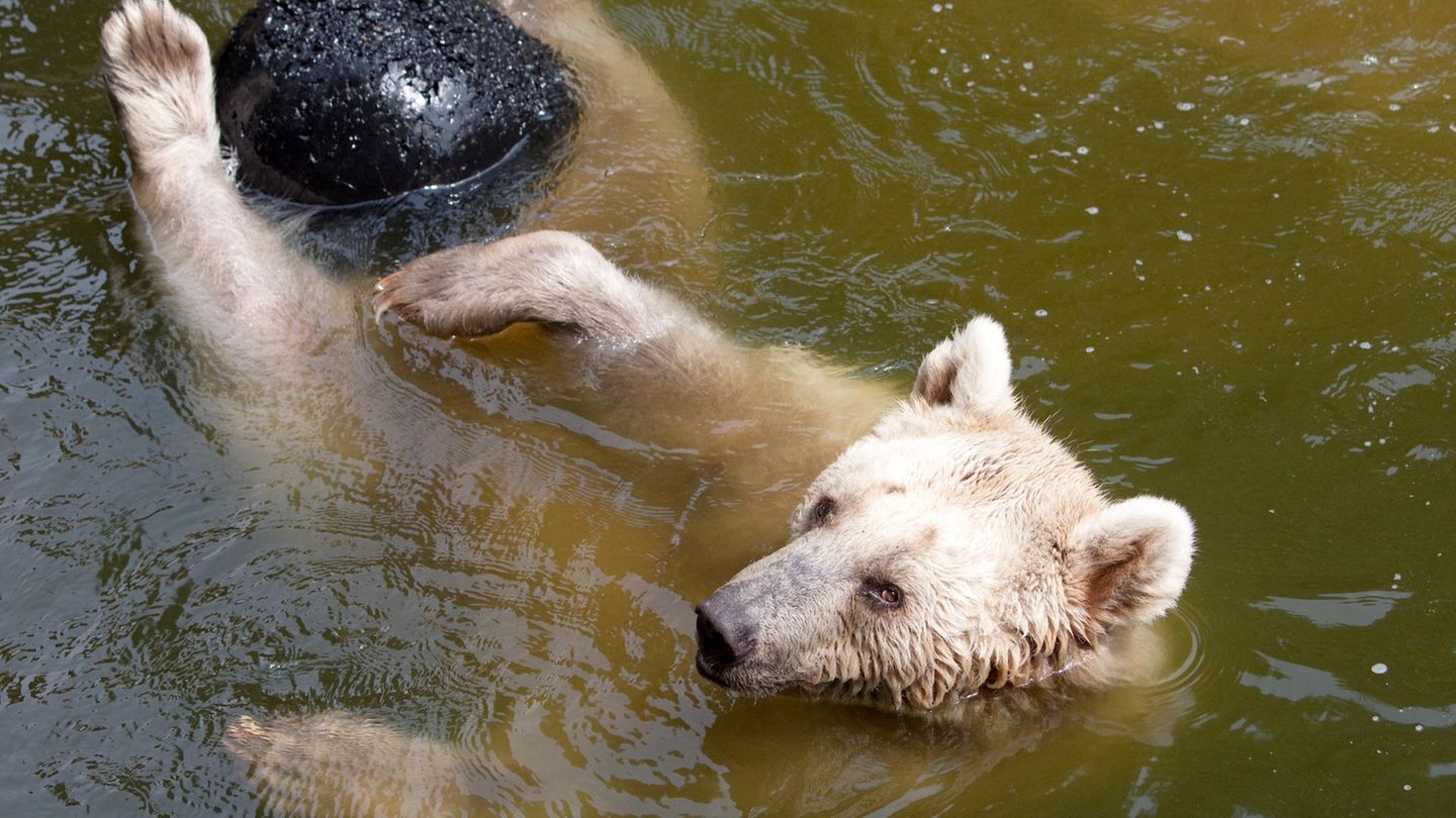 Als Bär kann man sich bei dieser Hitze schonmal ins Wasser fallen lassen. Menschen müssen etwas erfinderischer sein