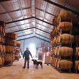 Neben seinem in die Felsen getriebenen Weinkeller altert der vergorene Traubensaft bei Maxwell Wines auch im temperierten Wellblechhangar, wie es bei den meisten australischen Weingütern üblich ist - seine Jagdhunde begleiten ihn stets auf dem Rundgang