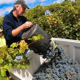 Bild 1 von 12 der Fotostrecke zum Klicken:  Australien gehört zu den zehn führenden Weinnationen. In den letzten zwei Jahrzehnten haben die Weine vom fünften Kontinent einen enormen Qualitätsschubs erfahren. Die meisten Winzer bauen ihre Reben zwischen dem 30. und 40. südlichen Breitengrad an, wo das Klima mit dem in Norditalien vergleichbar ist.