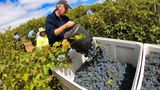 Bild 1 von 12 der Fotostrecke zum Klicken:  Australien gehört zu den zehn führenden Weinnationen. In den letzten zwei Jahrzehnten haben die Weine vom fünften Kontinent einen enormen Qualitätsschubs erfahren. Die meisten Winzer bauen ihre Reben zwischen dem 30. und 40. südlichen Breitengrad an, wo das Klima mit dem in Norditalien vergleichbar ist.