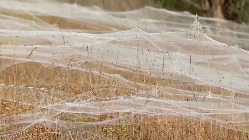 Australien: Spinnen riesiges Netz Video Spinnennetz Australien: Tausende Spinnen weben riesiges Netz – Bilder des Schreckens