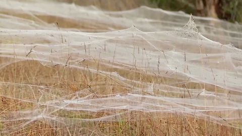 Australien: Tausende Spinnen weben riesiges Netz – Bilder des Schreckens