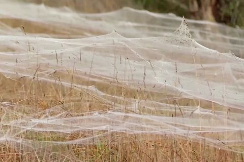 Australien: Tausende Spinnen weben riesiges Netz – Bilder des Schreckens