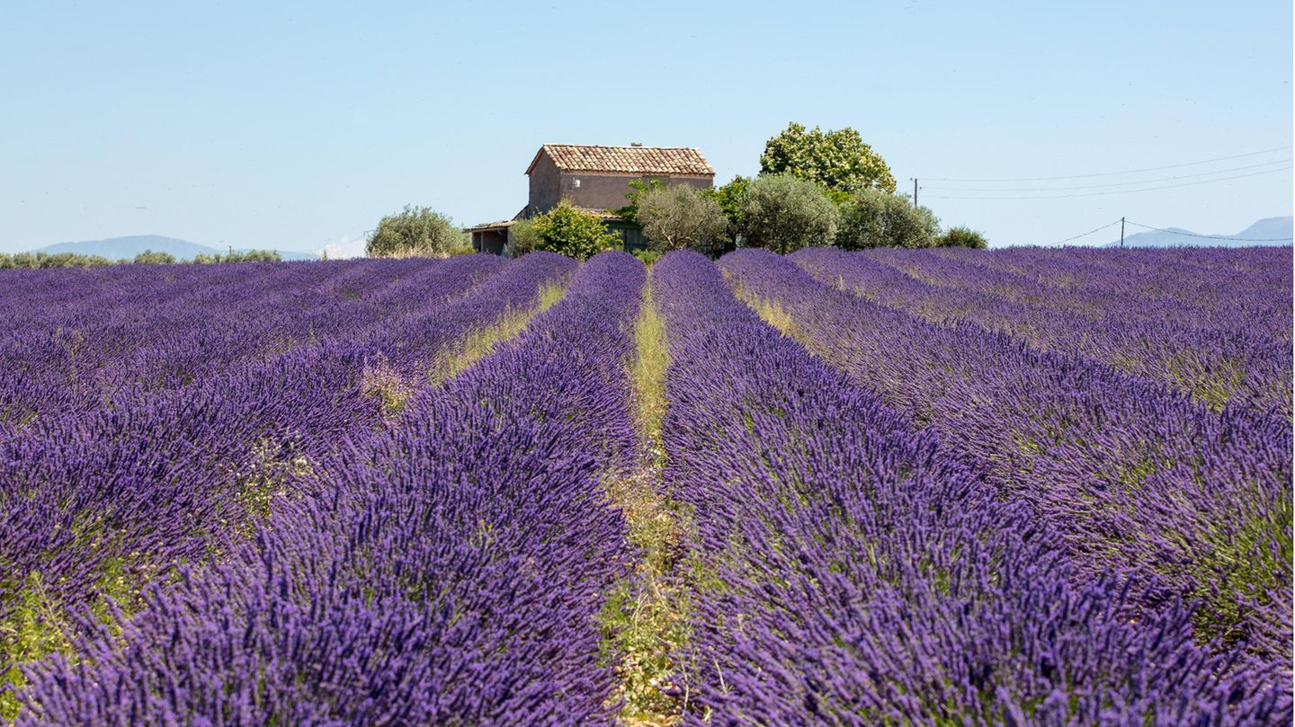 Corona Regeln in Frankreich, im Bild zu sehen ist ein Lavendelfeld in Südfrankreich