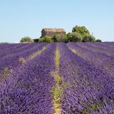 Corona Regeln in Frankreich, im Bild zu sehen ist ein Lavendelfeld in Südfrankreich