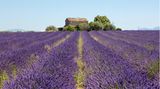 Corona Regeln in Frankreich, im Bild zu sehen ist ein Lavendelfeld in Südfrankreich