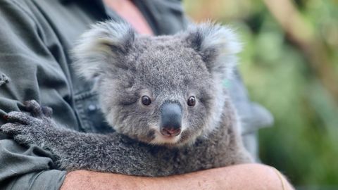 Koala Australien