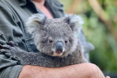 Koala Australien