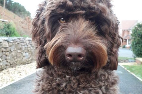 Digby ist eine Kreuzungen aus Labrador und Großpudel