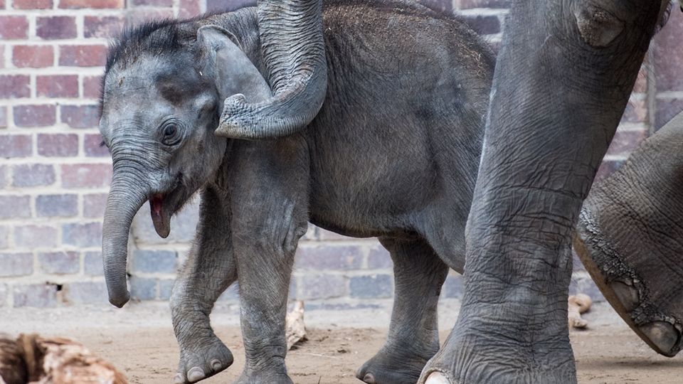 Der Elefantenbulle Kiran im Alter von vier Monaten