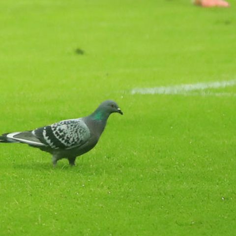 Eine Taube auf dem Spielfeld (Symbolbild von einem vergangenen Bundesligaspiel)