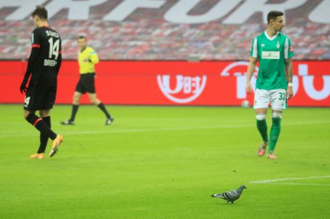 Eine Taube auf dem Spielfeld (Symbolbild von einem vergangenen Bundesligaspiel)