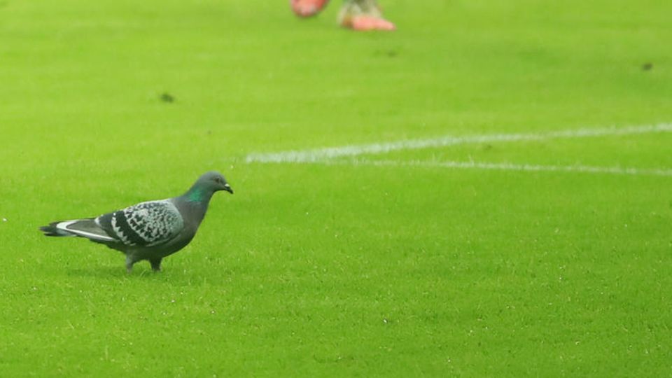 Eine Taube auf dem Spielfeld (Symbolbild von einem vergangenen Bundesligaspiel)