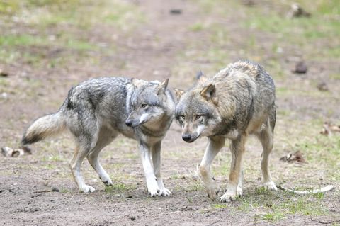 Ein Wolfspaar steht auf einer Lichtung