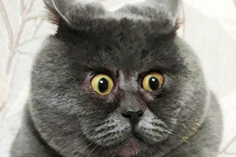 Kater schaunt überrascht