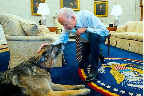 Champ, der First Dog der Bidens ist tot – so lebt sein Andenken weiter
