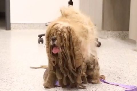 Pfleger erkennen erst auf den zweiten Blick, welches Tier sich unter dem Filz verbirgt.