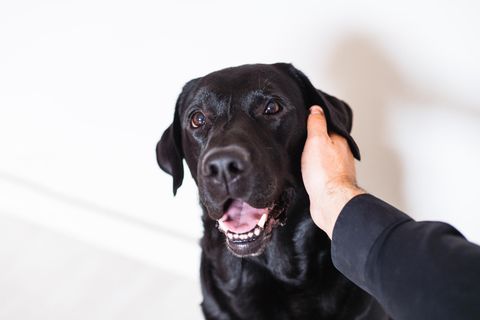 Einem hechelnden Labrador wird die Wange gestreichelt