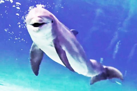 Delfin schaut in die Kamera
