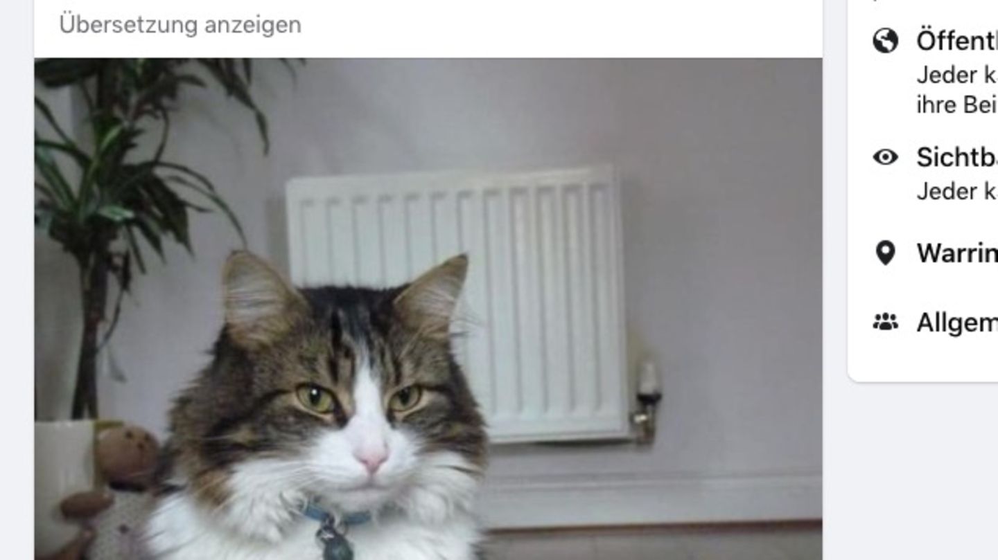 Familie glaubte, ihr Kater sei tot – doch dann spazierte er zur Hintertür hinein