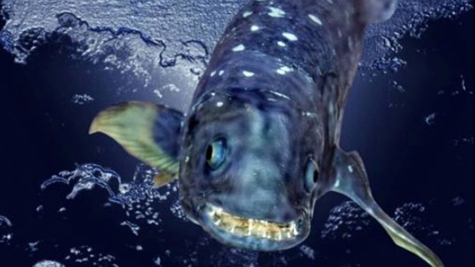 Dieser urzeitliche Monster-Fisch kann mehr als 100 Jahre alt werden