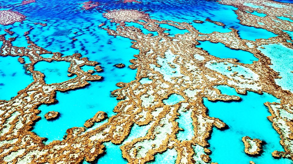 Unesco will Great Barrier Reef als gefährdet einstufen Unesco will Great Barrier Reef als gefährdet einstufen