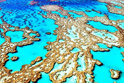 Unesco will Great Barrier Reef als gefährdet einstufen