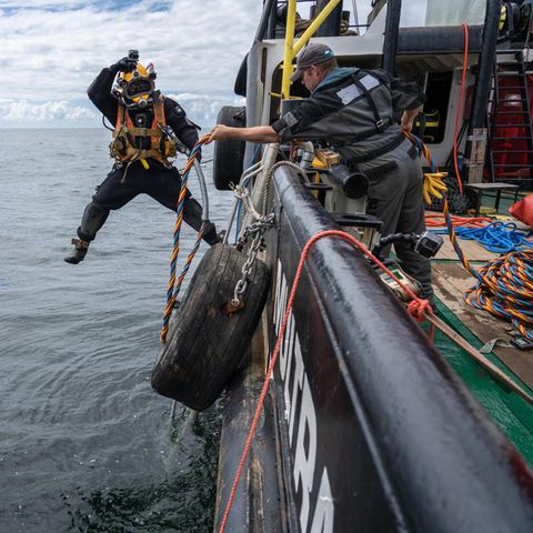 Rein ins Reich der Austern: Nachdem Kalksteine für das neue Riff in der Nordsee versenkt worden sind, markieren Taucher es unter Wasser mit Tampen. Später werden sie die Saataustern ausbringen