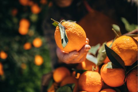 Studie offenbart Zustände auf Zitrus- und Orangenfarmen in Südafrika.