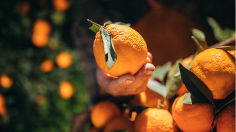 Studie offenbart Zustände auf Zitrus- und Orangenfarmen in Südafrika.